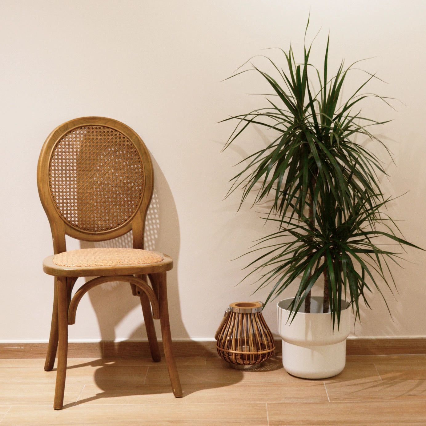 Alt Silla Medallón fabricada con madera de olmo. Acabado en color nogal. Silla Apilable. EME Mobiliario